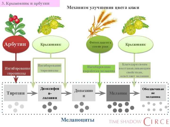 Меланоциты Тирозин Диоксифени- лаланин Меланин Допахинон Обесцвечивание меланина 3. Крыжовник и арбутин