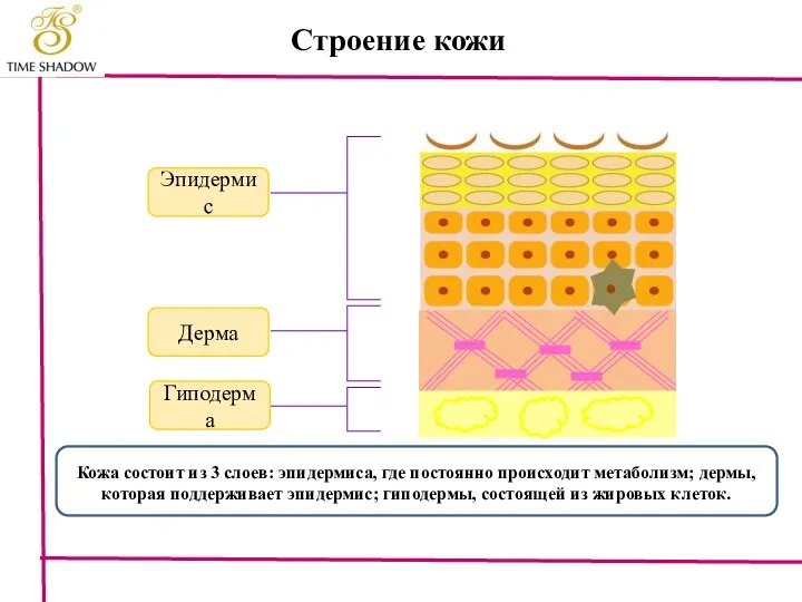 Строение кожи Кожа состоит из 3 слоев: эпидермиса, где постоянно происходит метаболизм;