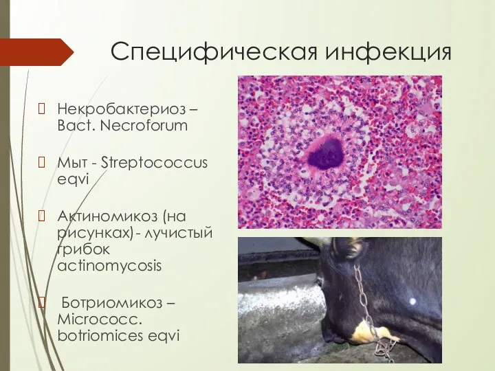 Специфическая инфекция Некробактериоз – Bact. Necroforum Мыт - Streptococcus eqvi Актиномикоз (на