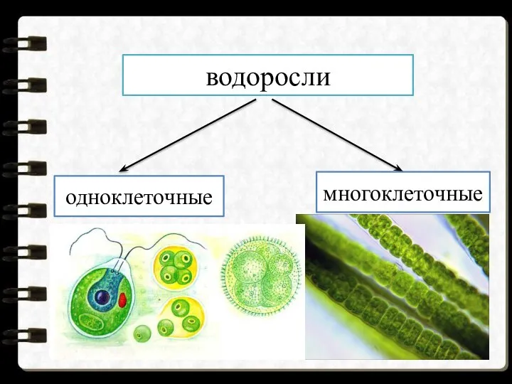 водоросли одноклеточные многоклеточные