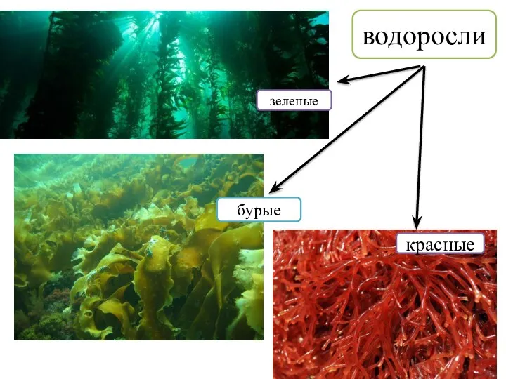 водоросли зеленые бурые красные