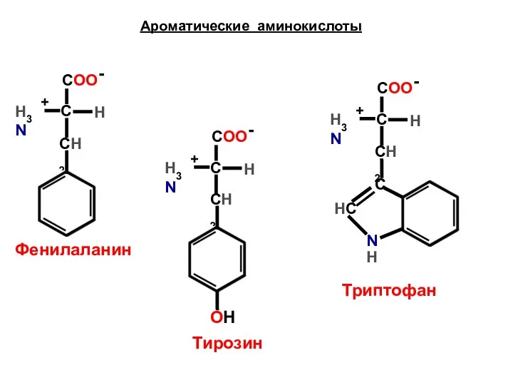 Ароматические аминокислоты СН2 Фенилаланин СН2 OH Тирозин С HC N Триптофан H СН2