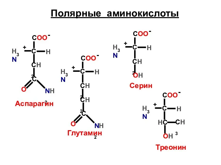 Полярные аминокислоты СН2 C O NH2 Аспарагин СН2 C O NH2 CH2