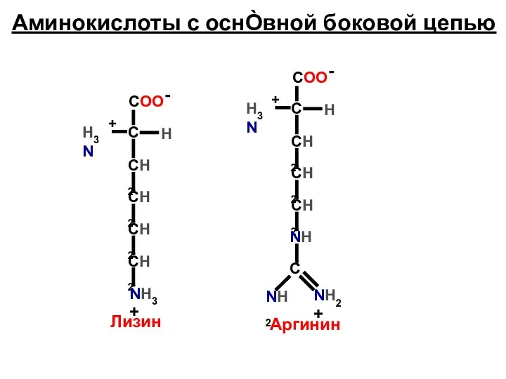 Аминокислоты с оснÒвной боковой цепью СН2 СН2 СН2 СН2 NH3+ Лизин СН2