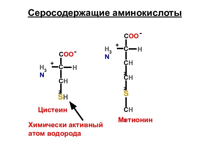 СН2 Серосодержащие аминокислоты SH Цистеин Химически активный атом водорода СН2 СН2 S СН3 Метионин