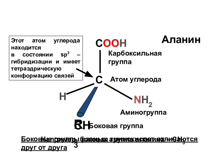 NH2 COOH Аминогруппа Карбоксильная группа С H R Боковая группа Атом углерода