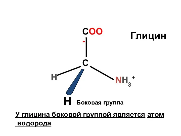 NH3+ COO- С H Боковая группа У глицина боковой группой является атом водорода H Глицин
