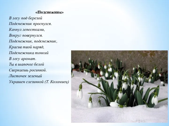 «Подснежник» В лесу под березой Подснежник проснулся. Качнул лепестками, Вокруг повернулся. Подснежник,