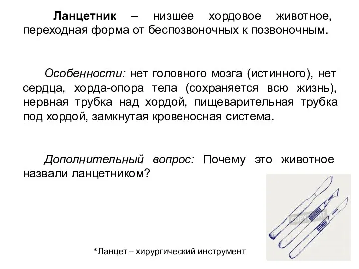 Ланцетник – низшее хордовое животное, переходная форма от беспозвоночных к позвоночным. Особенности: