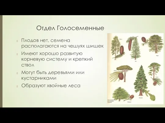 Отдел Голосеменные Плодов нет, семена располагаются на чешуях шишек Имеют хорошо развитую