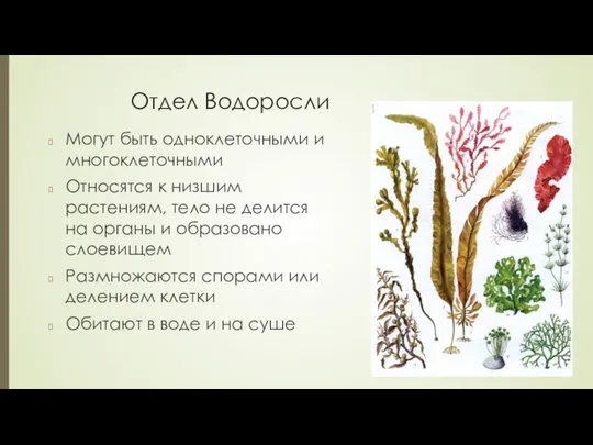 Отдел Водоросли Могут быть одноклеточными и многоклеточными Относятся к низшим растениям, тело