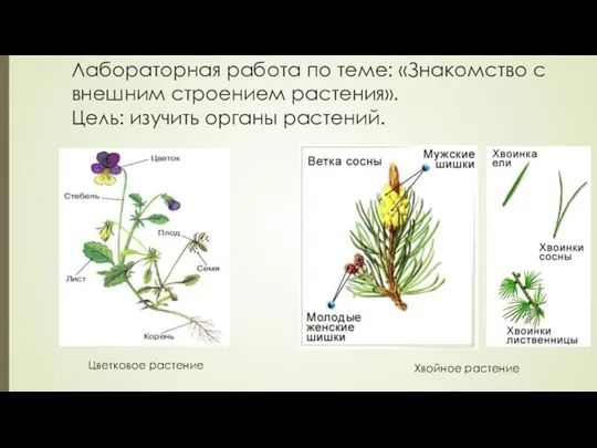 Лабораторная работа по теме: «Знакомство с внешним строением растения». Цель: изучить органы