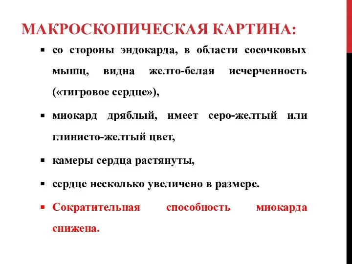 МАКРОСКОПИЧЕСКАЯ КАРТИНА: со стороны эндокарда, в области сосочковых мышц, видна желто-белая исчерченность