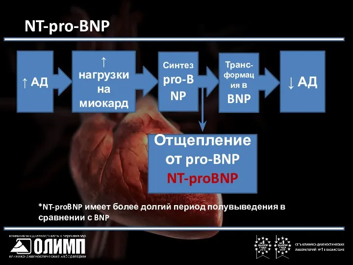 NT-pro-BNP ↑ АД ↑ нагрузки на миокард Синтез pro-BNP Транс-формация в BNP