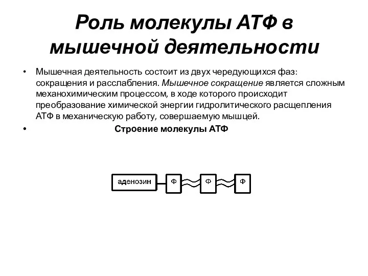 Роль молекулы АТФ в мышечной деятельности Мышечная деятельность состоит из двух чередующихся