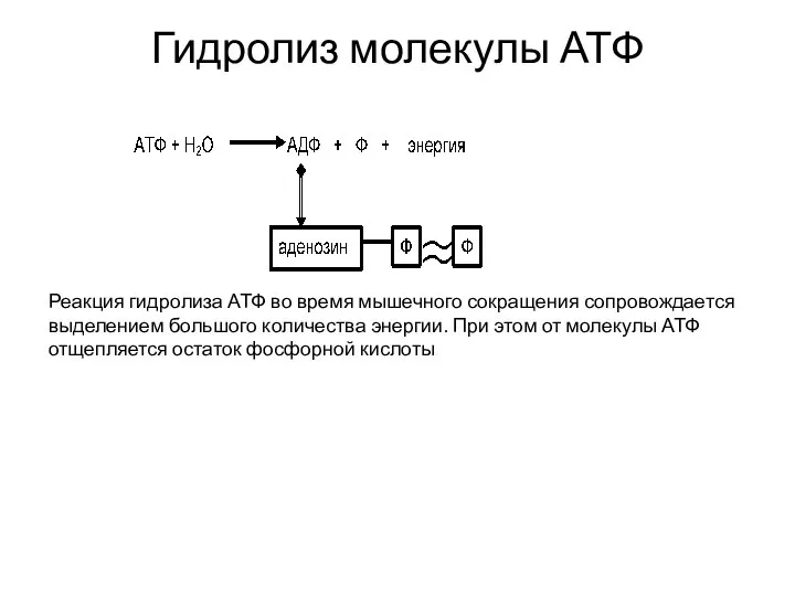 Гидролиз молекулы АТФ Реакция гидролиза АТФ во время мышечного сокращения сопровождается выделением