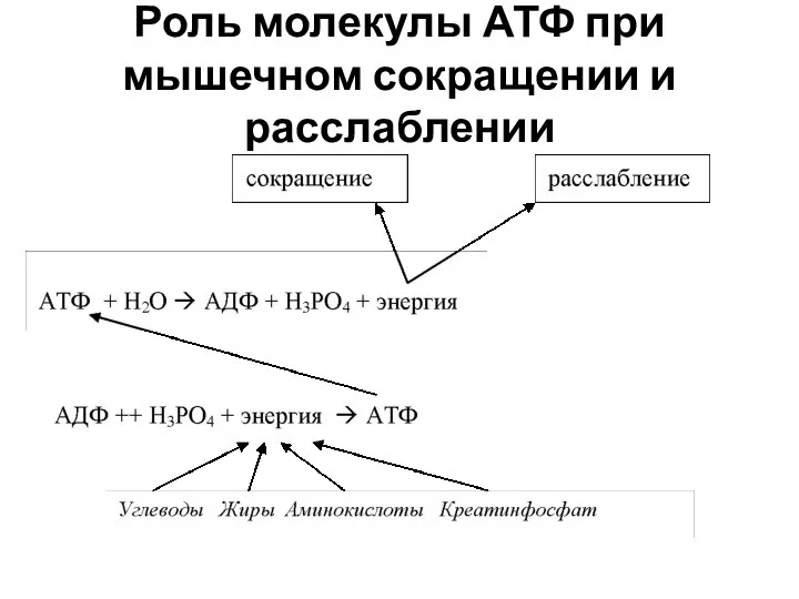 Роль молекулы АТФ при мышечном сокращении и расслаблении