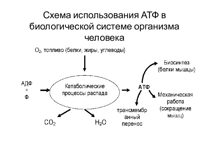 Схема использования АТФ в биологической системе организма человека