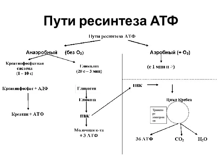 Пути ресинтеза АТФ