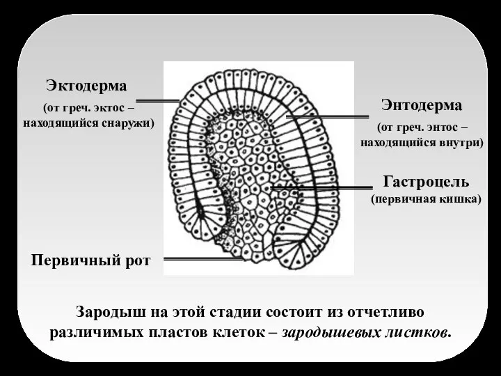 Зародыш на этой стадии состоит из отчетливо различимых пластов клеток – зародышевых