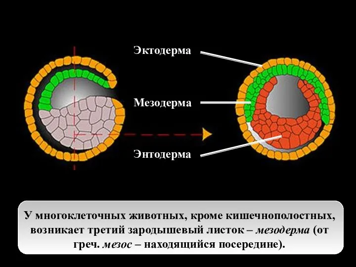 У многоклеточных животных, кроме кишечнополостных, возникает третий зародышевый листок – мезодерма (от