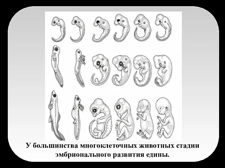 У большинства многоклеточных животных стадии эмбрионального развития едины.