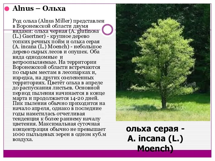 Alnus – Ольха Род ольха (Alnus Miller) представлен в Воронежской области двумя