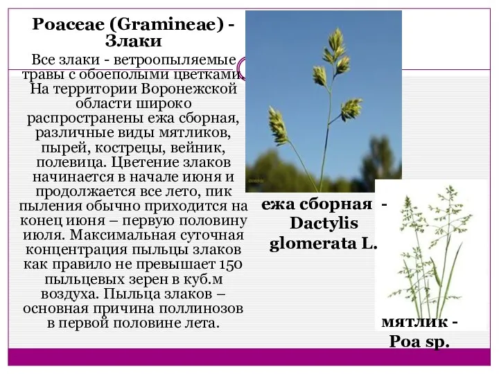 Poaceae (Gramineae) - Злаки Все злаки - ветроопыляемые травы с обоеполыми цветками.