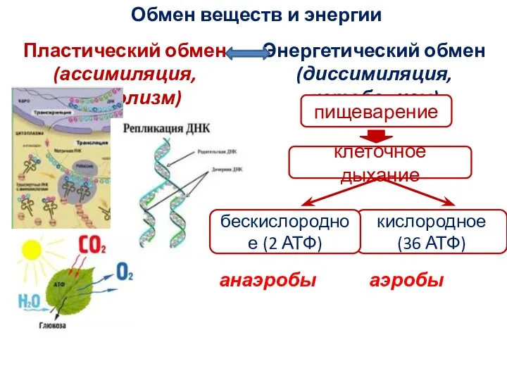 Обмен веществ и энергии Пластический обмен (ассимиляция, анаболизм) Энергетический обмен (диссимиляция, катаболизм)