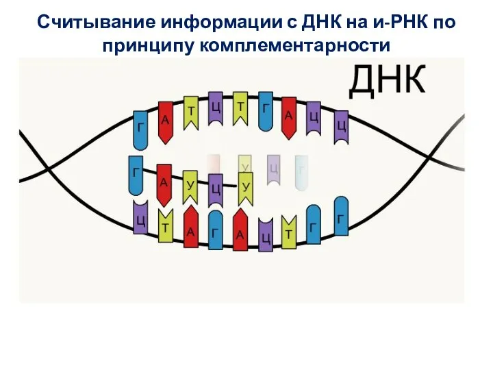 Считывание информации с ДНК на и-РНК по принципу комплементарности