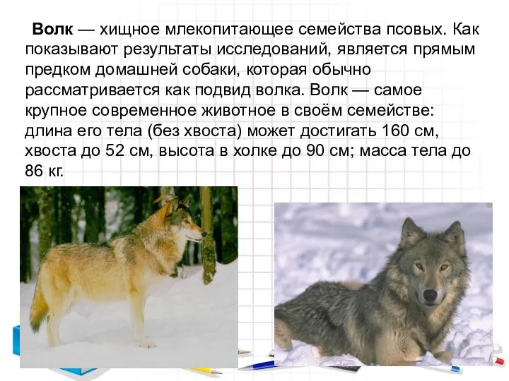Волк — хищное млекопитающее семейства псовых. Как показывают результаты исследований, является прямым