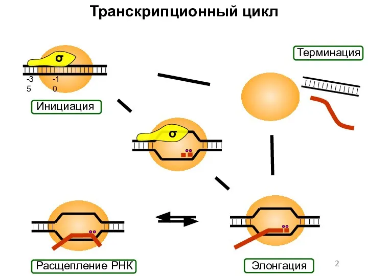 Транскрипционный цикл