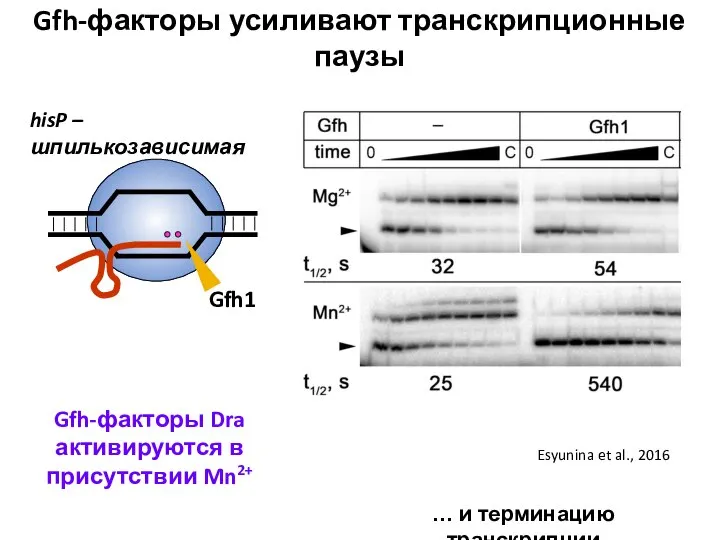 Gfh-факторы усиливают транскрипционные паузы Gfh1 Esyunina et al., 2016 hisP – шпилькозависимая