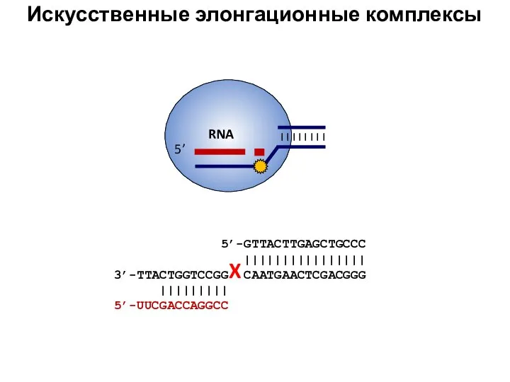 Искусственные элонгационные комплексы