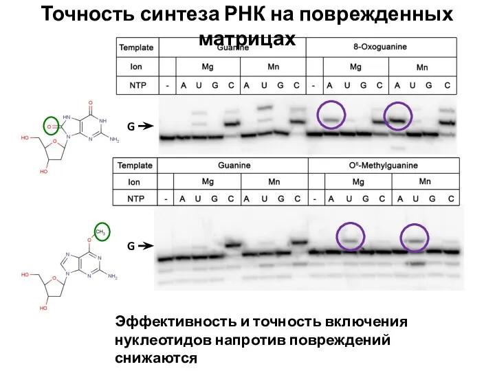 Точность синтеза РНК на поврежденных матрицах G G Эффективность и точность включения нуклеотидов напротив повреждений снижаются