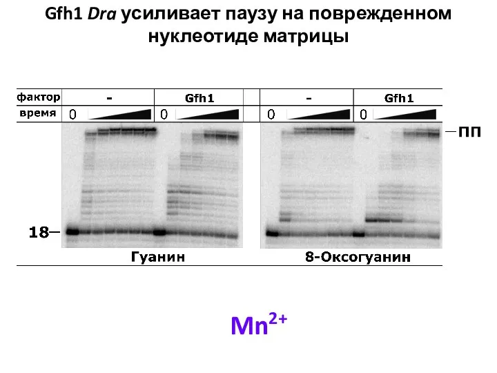 Gfh1 Dra усиливает паузу на поврежденном нуклеотиде матрицы Mn2+