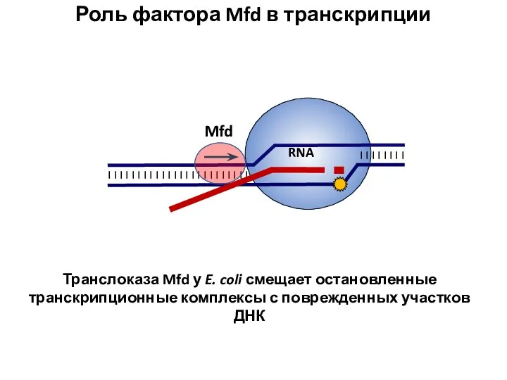 RNA |||||||| |||||||| |||||||| |||||||| Mfd Роль фактора Mfd в транскрипции Транслоказа