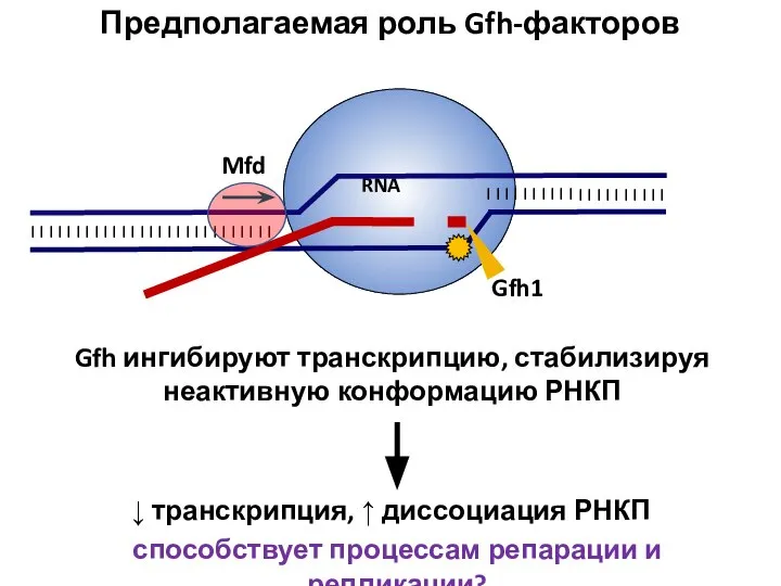 RNA |||||||||| ||||||||||||||||||||||||||| ↓ транскрипция, ↑ диссоциация РНКП Предполагаемая роль Gfh-факторов Gfh