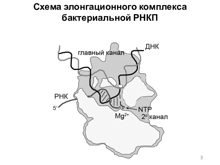Схема элонгационного комплекса бактериальной РНКП