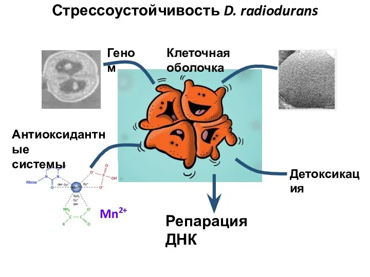 Детоксикация Клеточная оболочка Геном Антиоксидантные системы Mn2+ Стрессоустойчивость D. radiodurans Репарация ДНК