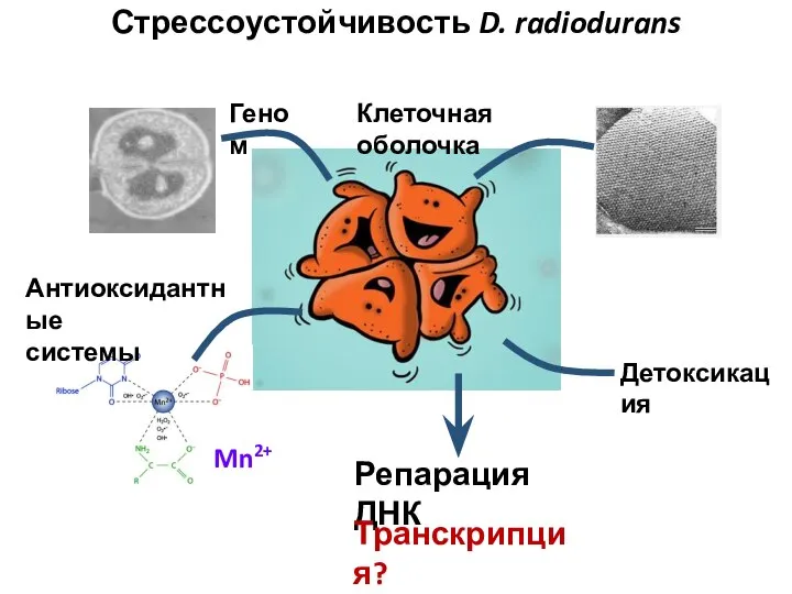 Детоксикация Клеточная оболочка Геном Антиоксидантные системы Mn2+ Стрессоустойчивость D. radiodurans Репарация ДНК Транскрипция?