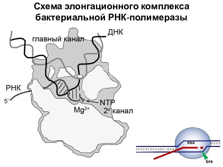 Схема элонгационного комплекса бактериальной РНК-полимеразы