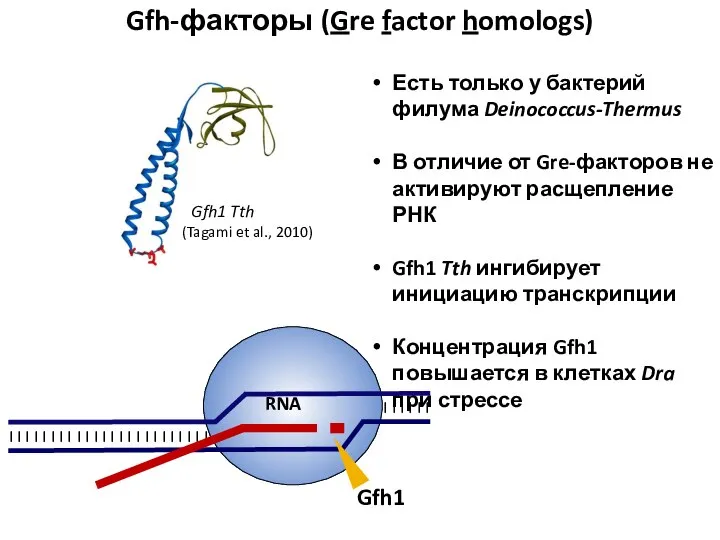 Gfh-факторы (Gre factor homologs) Есть только у бактерий филума Deinococcus-Thermus В отличие