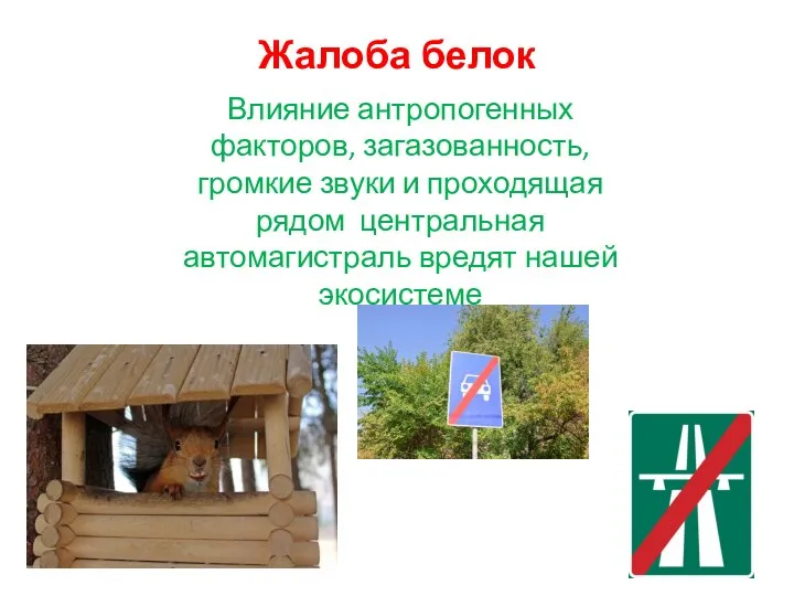 Жалоба белок Влияние антропогенных факторов, загазованность, громкие звуки и проходящая рядом центральная автомагистраль вредят нашей экосистеме