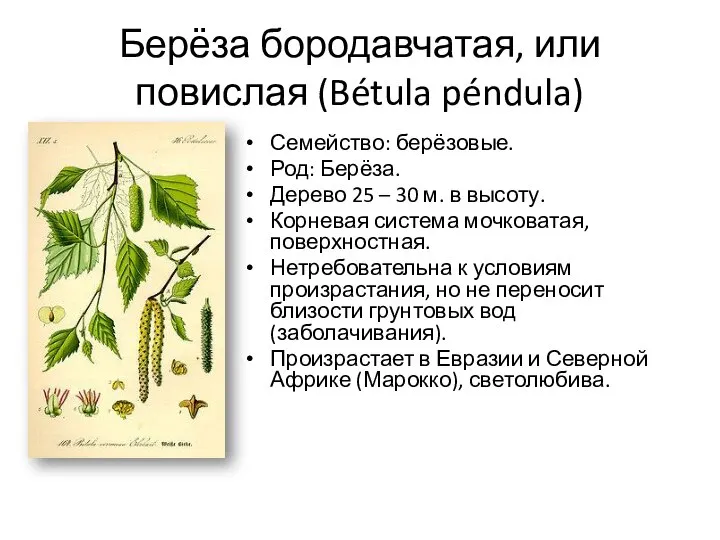 Берёза бородавчатая, или повислая (Bétula péndula) Семейство: берёзовые. Род: Берёза. Дерево 25