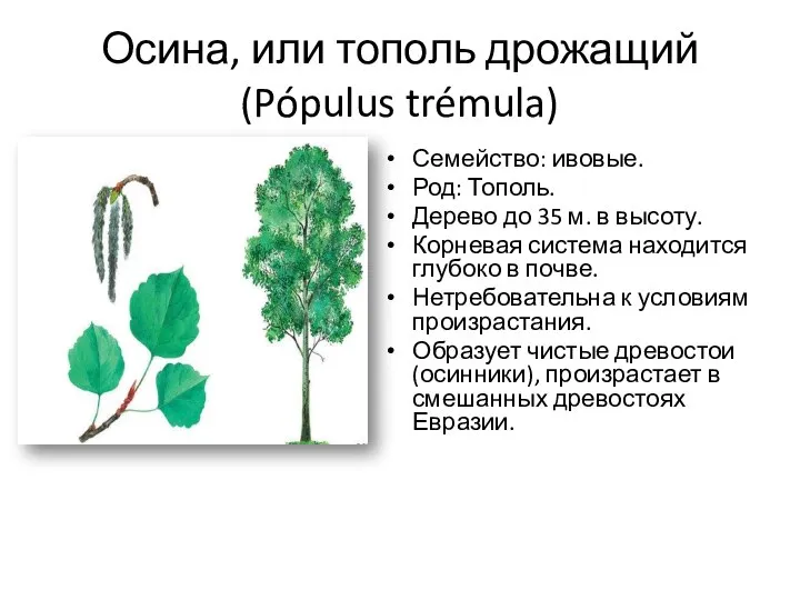 Осина, или тополь дрожащий (Pópulus trémula) Семейство: ивовые. Род: Тополь. Дерево до