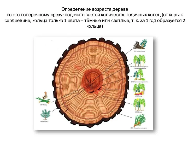 Определение возраста дерева по его поперечному срезу: подсчитывается количество годичных колец (от