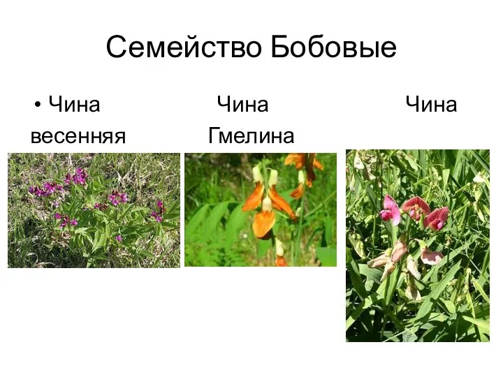 Семейство Бобовые Чина Чина Чина весенняя Гмелина лесная