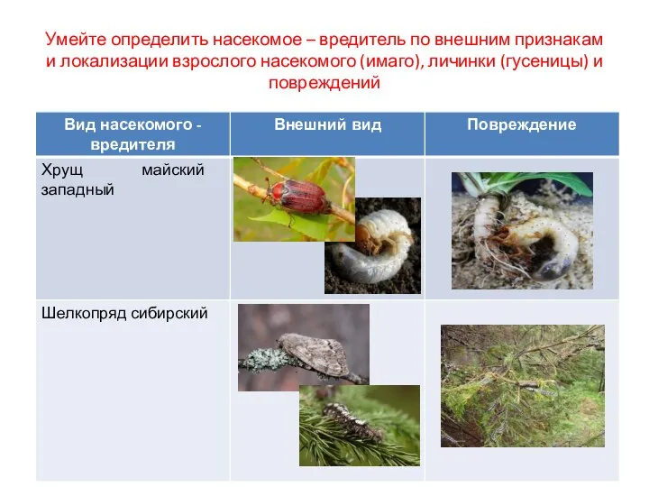 Умейте определить насекомое – вредитель по внешним признакам и локализации взрослого насекомого