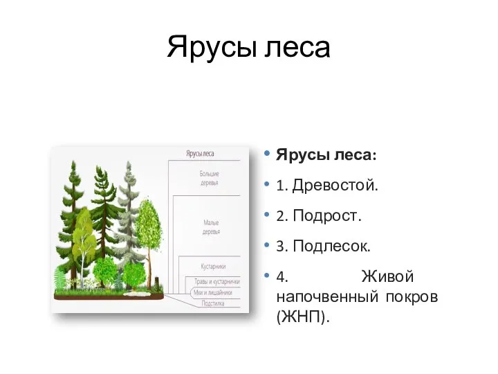 Ярусы леса Ярусы леса: 1. Древостой. 2. Подрост. 3. Подлесок. 4. Живой напочвенный покров (ЖНП).